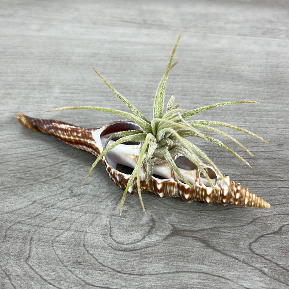 🔆AIR PLANT BUDDY🔆 WITH REAL SEA SHELL HAND MADE AND UNIQUE - Picture 2 of 8